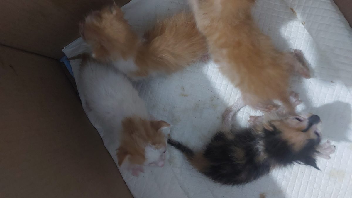 4 pui de pisica de 2 saptamani