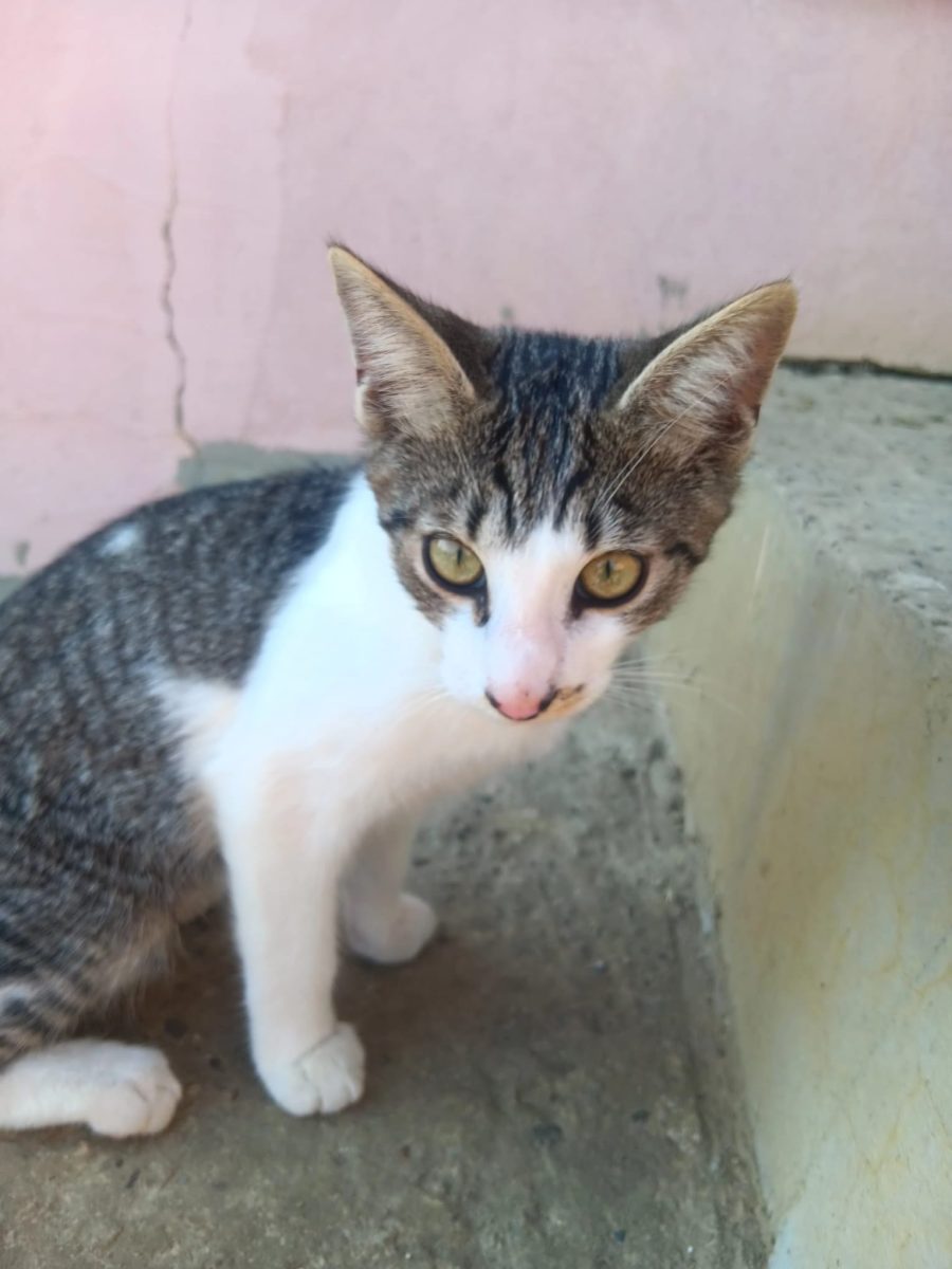 Adoptie pisici