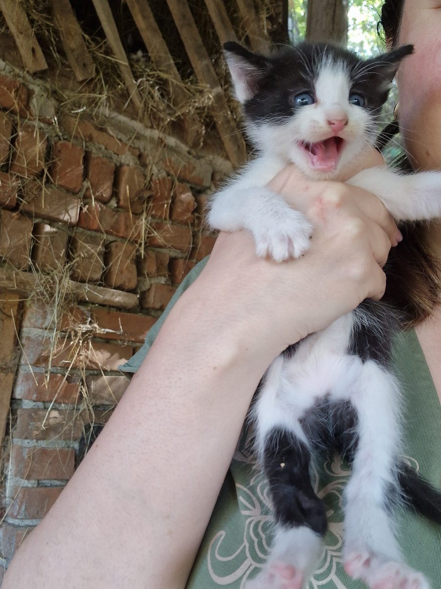 Adopție puiuți