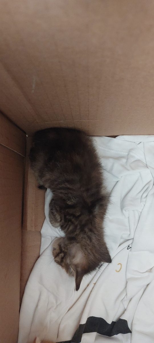 Donez doi pui de pisica găsiți abandonați de 3 săptămâni.