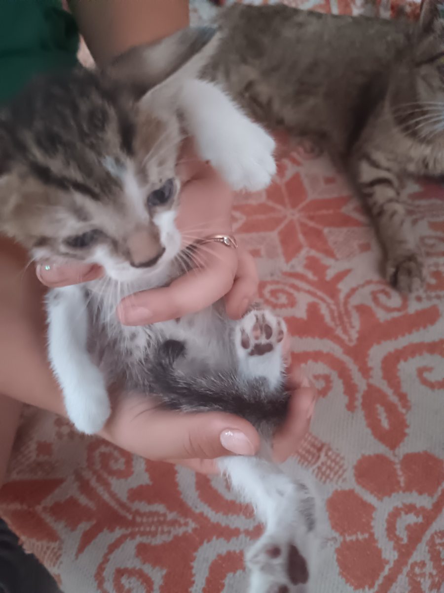 3 ghemoatoace adorabile
