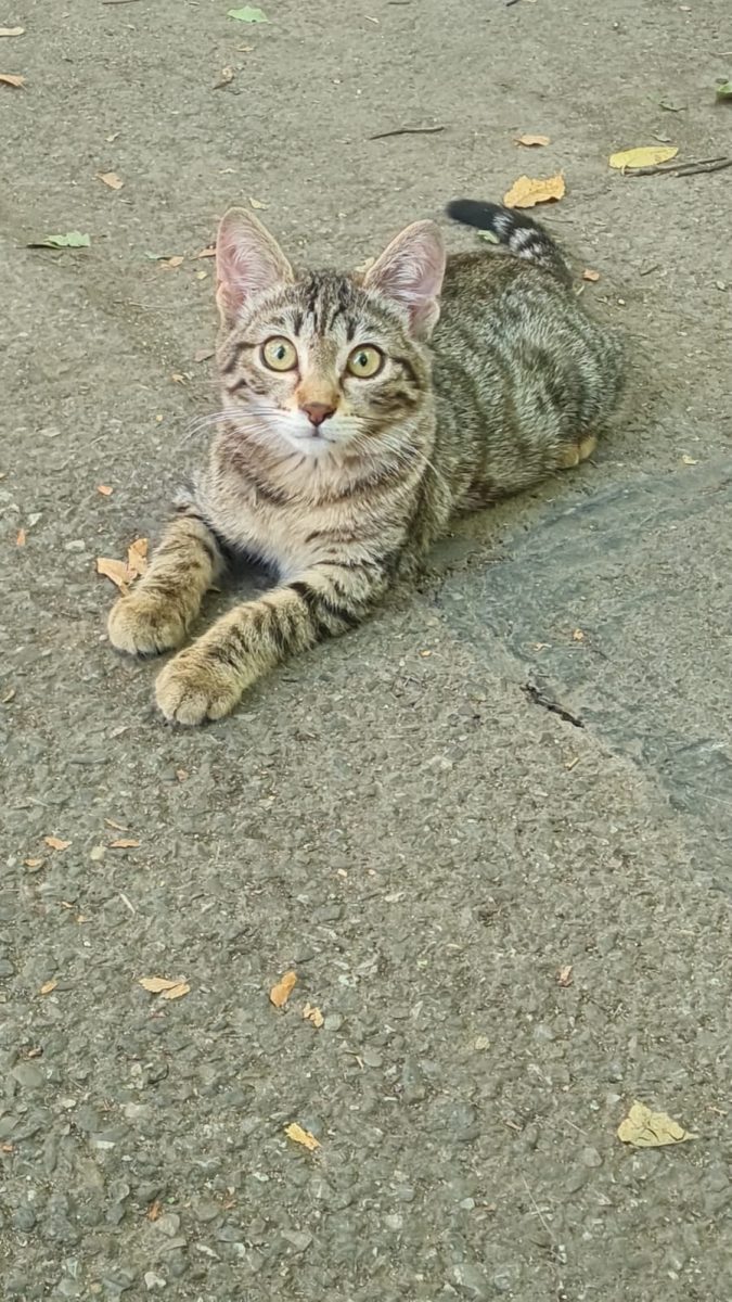 Pixie caută o familie pe viață! 🐾💛