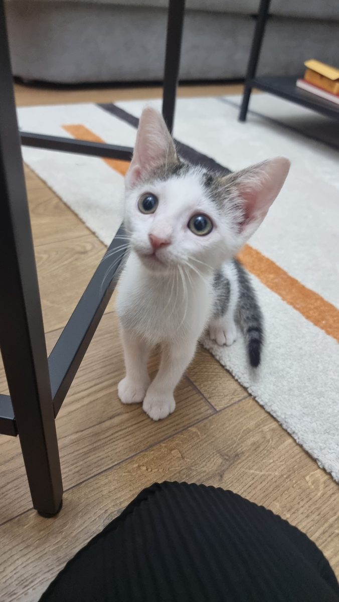 Cel mai iubitor pisicuț își caută o familie