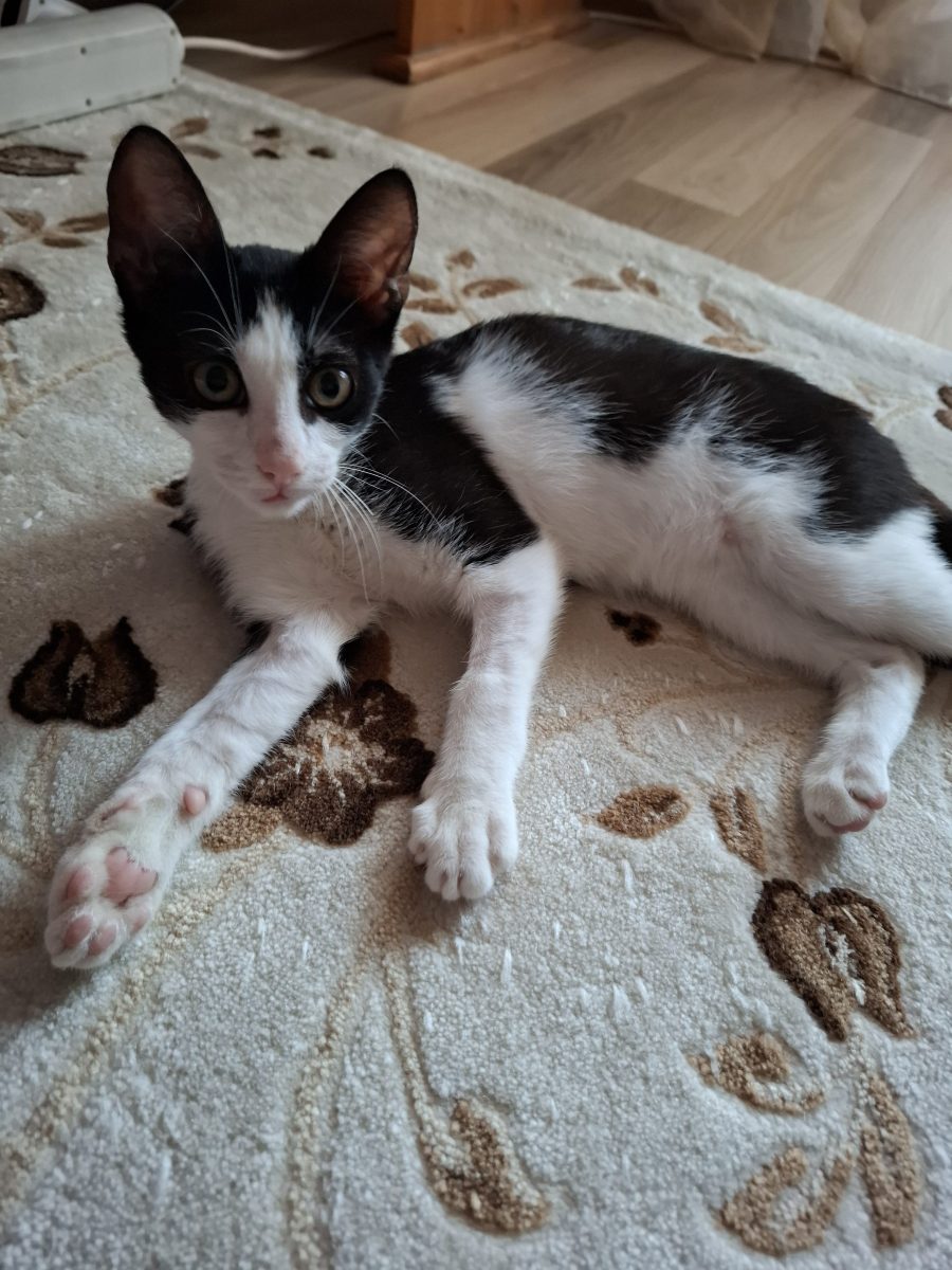 Urgent, Adoptie responsabila!