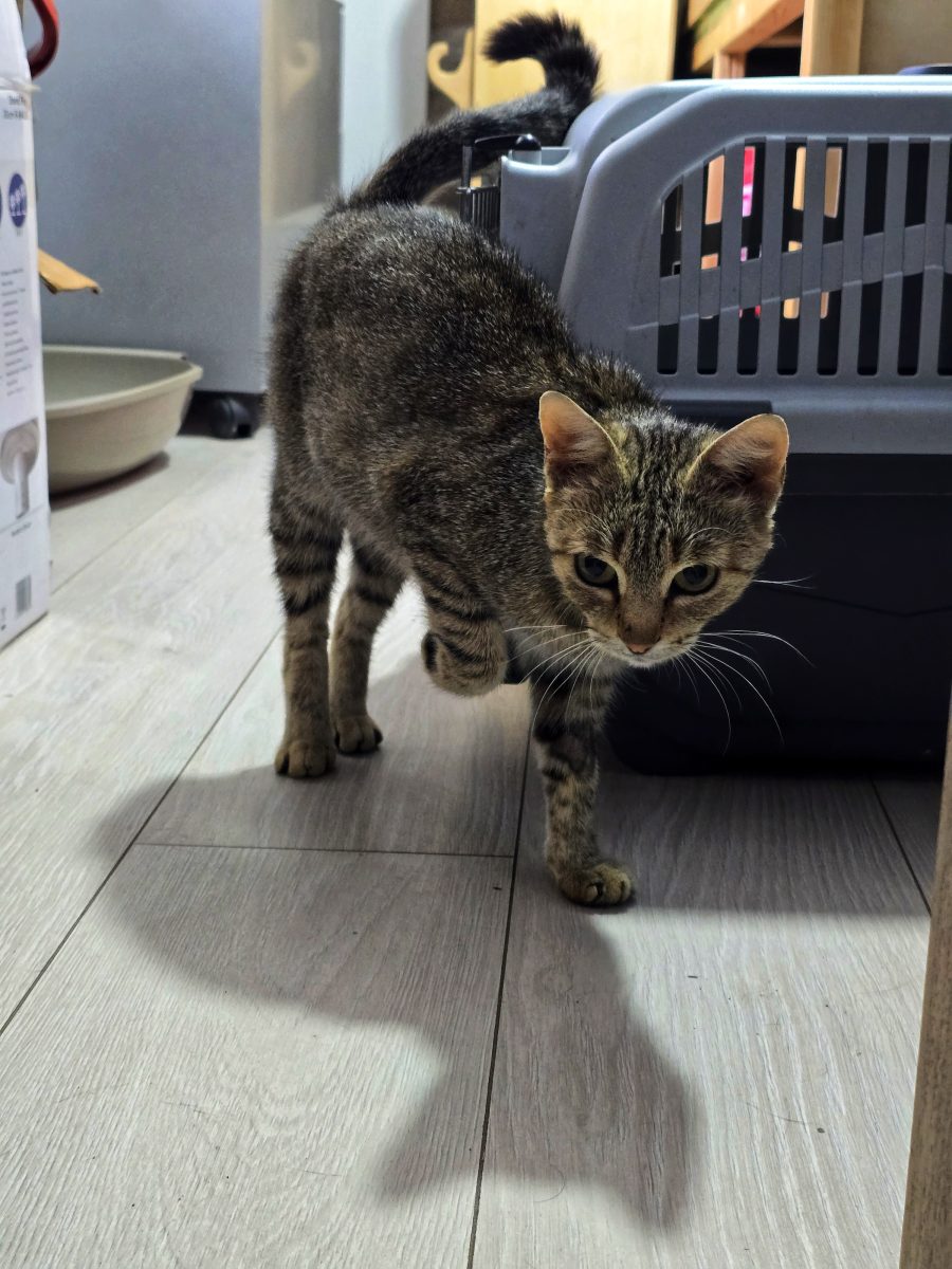 Ruru – Blândă, vorbăreață și gata pentru o familie iubitoare