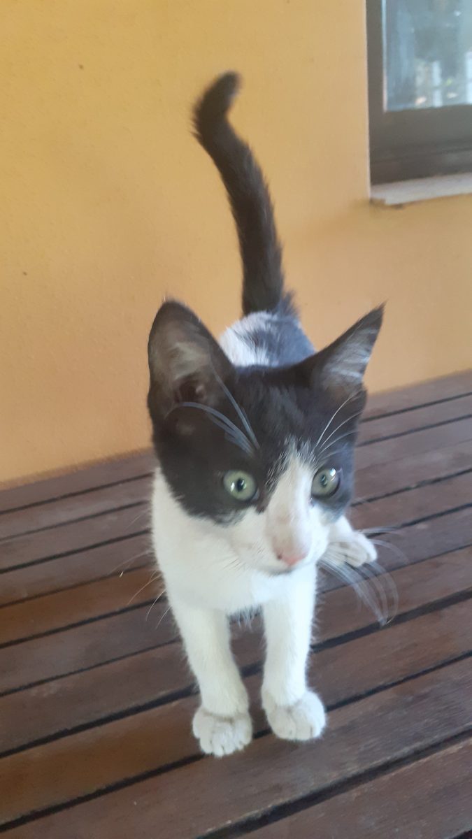 Adoptii pui de pisica