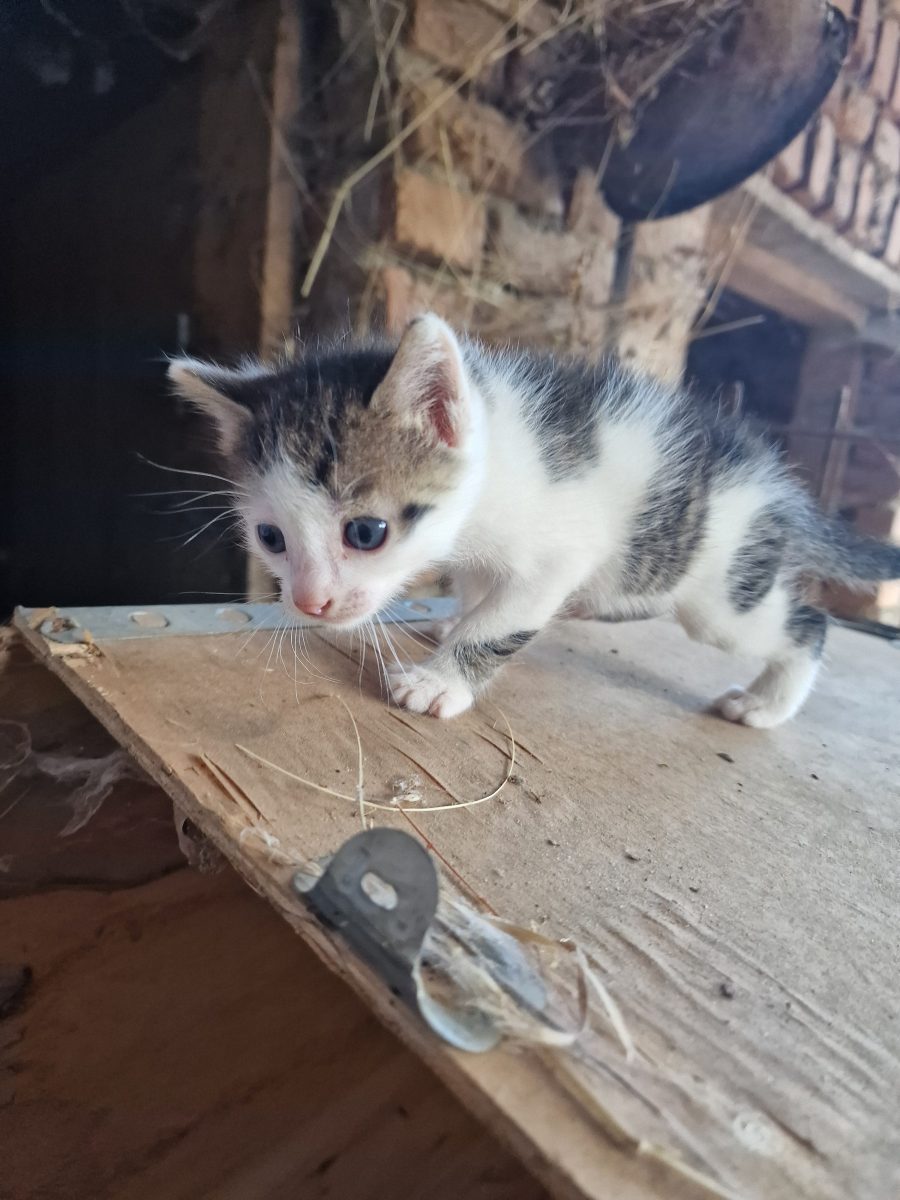 Adopție puiuți