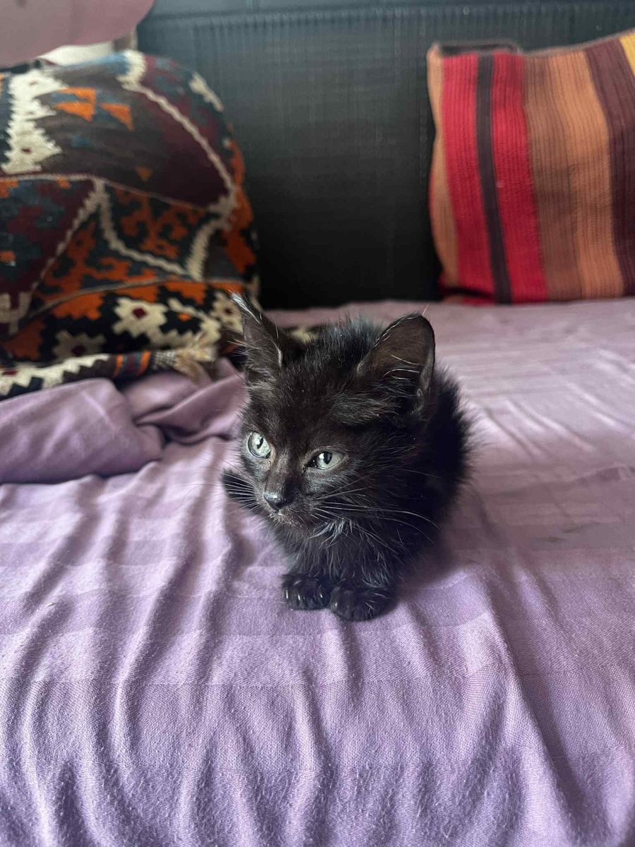 Două inimi mici caută o familie mare 💛🐾