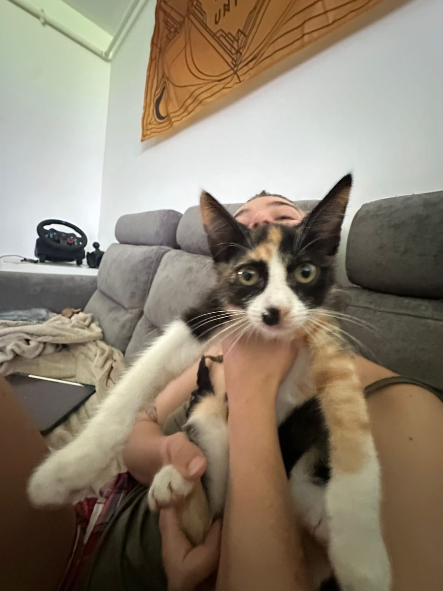 adoptie urgenta pisoi fetita
