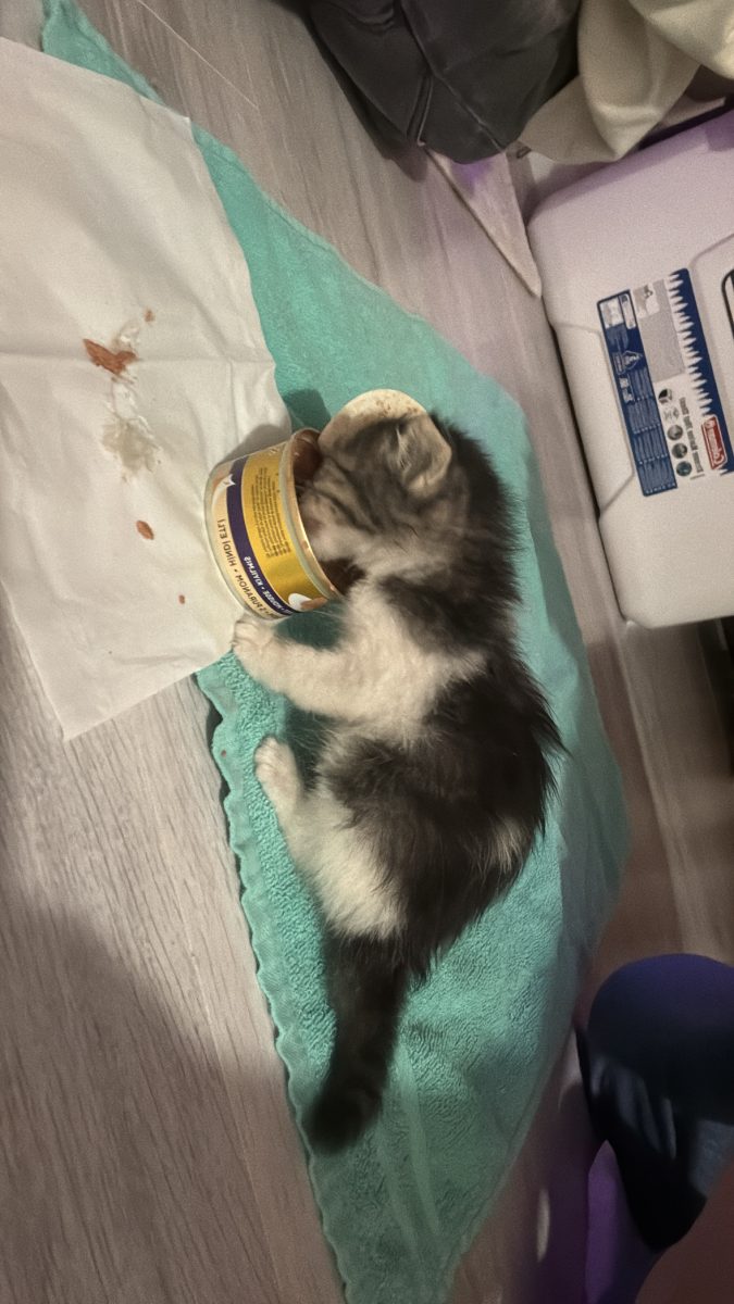 Pui de pisic spre adoptie, isi cauta o casa calduroasa, are doar cateva saptamani