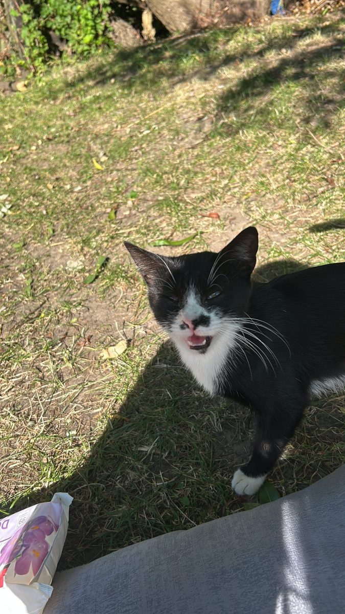 ✨🐱 Două surioare își caută o casă iubitoare – Kira & Nova 🐱✨