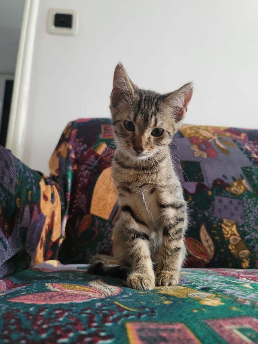 Mimi
