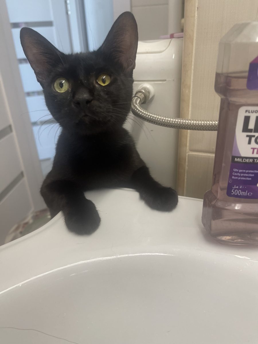 Batman își caută familie urgent (6 luni, mascul, disponibil in RO si străinătate)