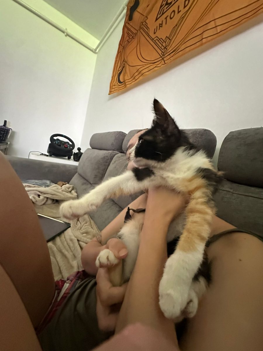 piscoi calico adoptie urgenta