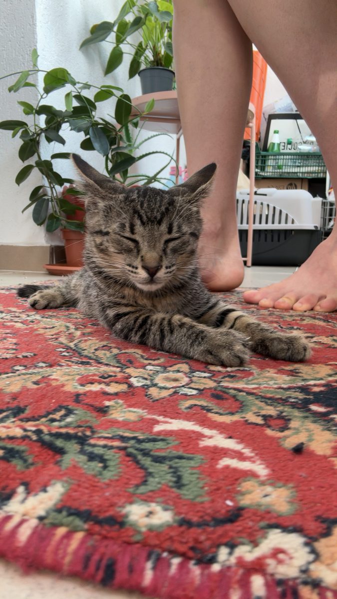 Caut stapani iubitori si responsabili