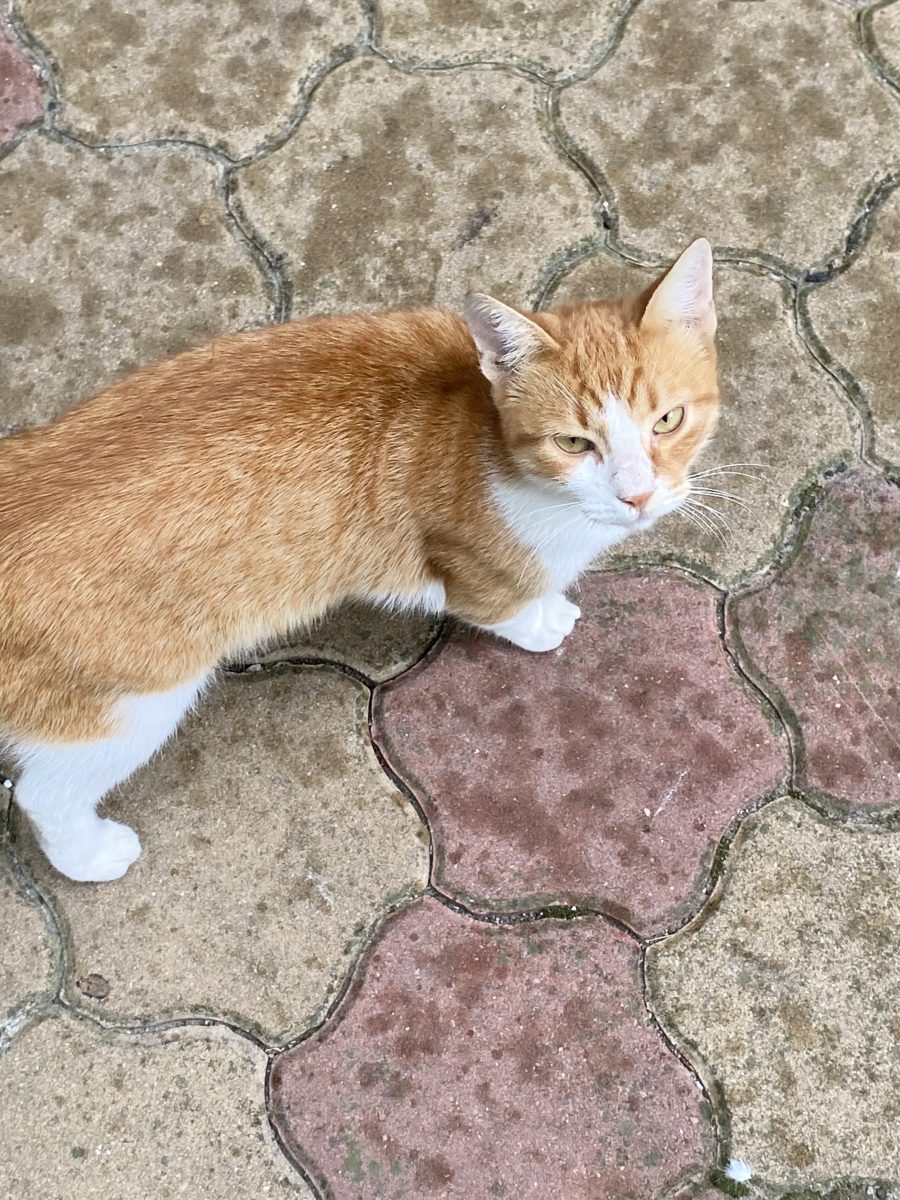 Motănel spre adopție