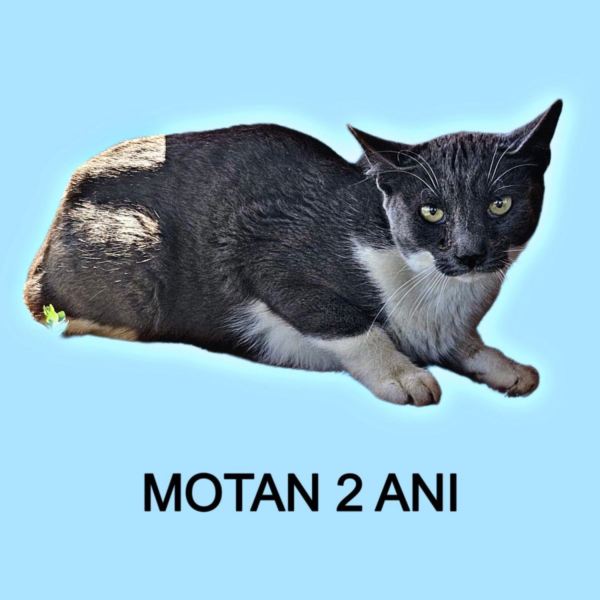 Motan | Bucuresti | 2 ani | sterilizat si deparazitat