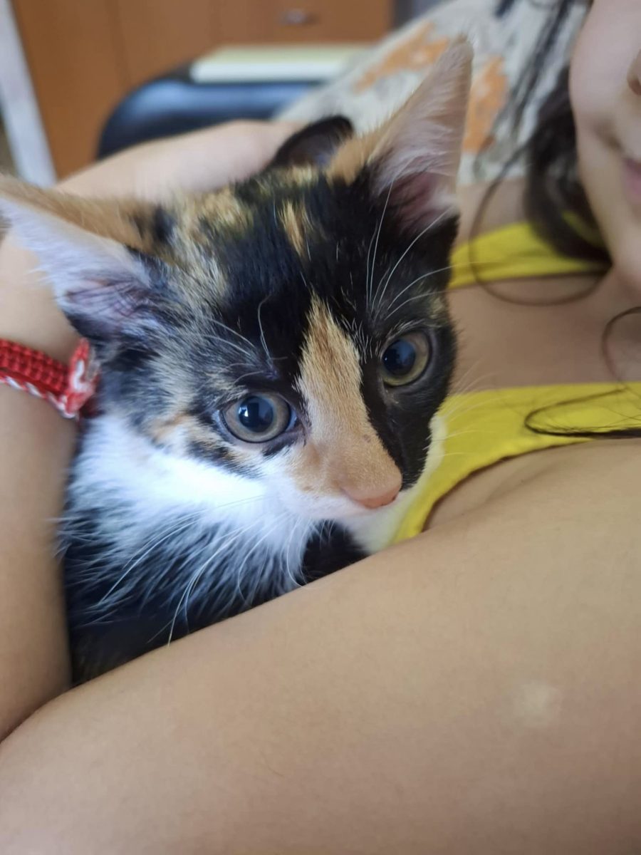 Pisica calico