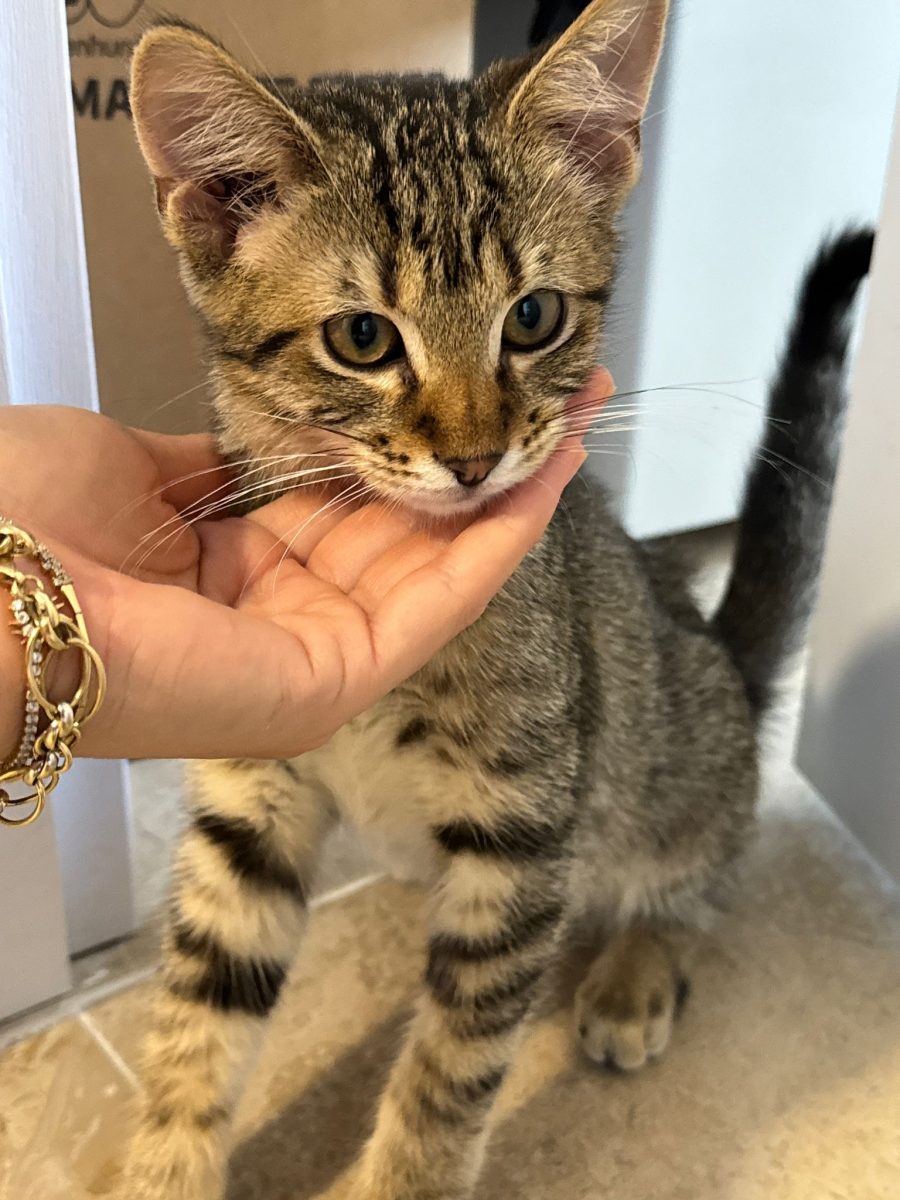 ADOPTĂ UN SUFLET