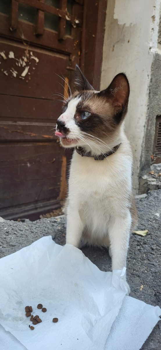 Toffee, 2 ani, femela