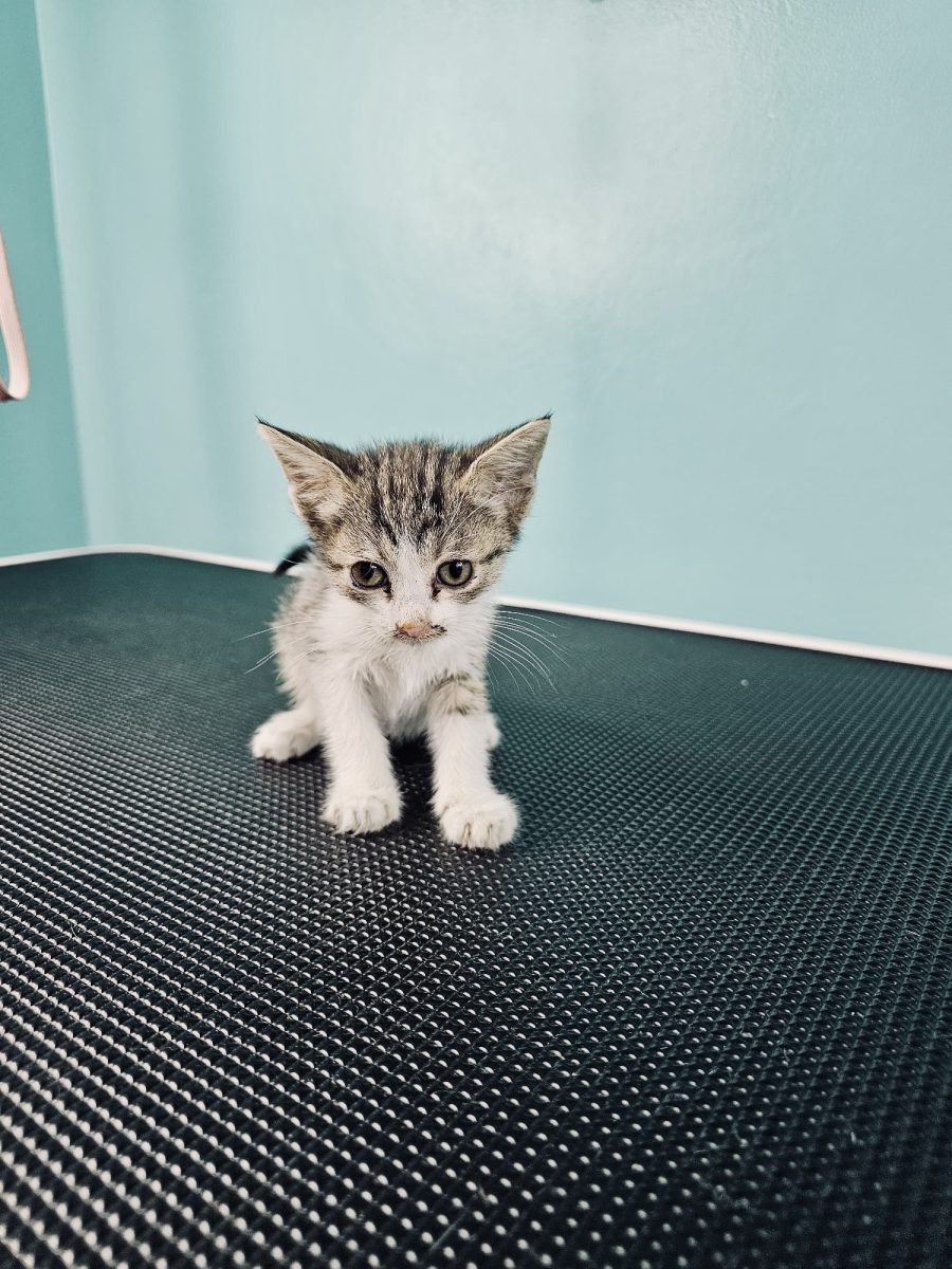 Pisicuta spre adoptie