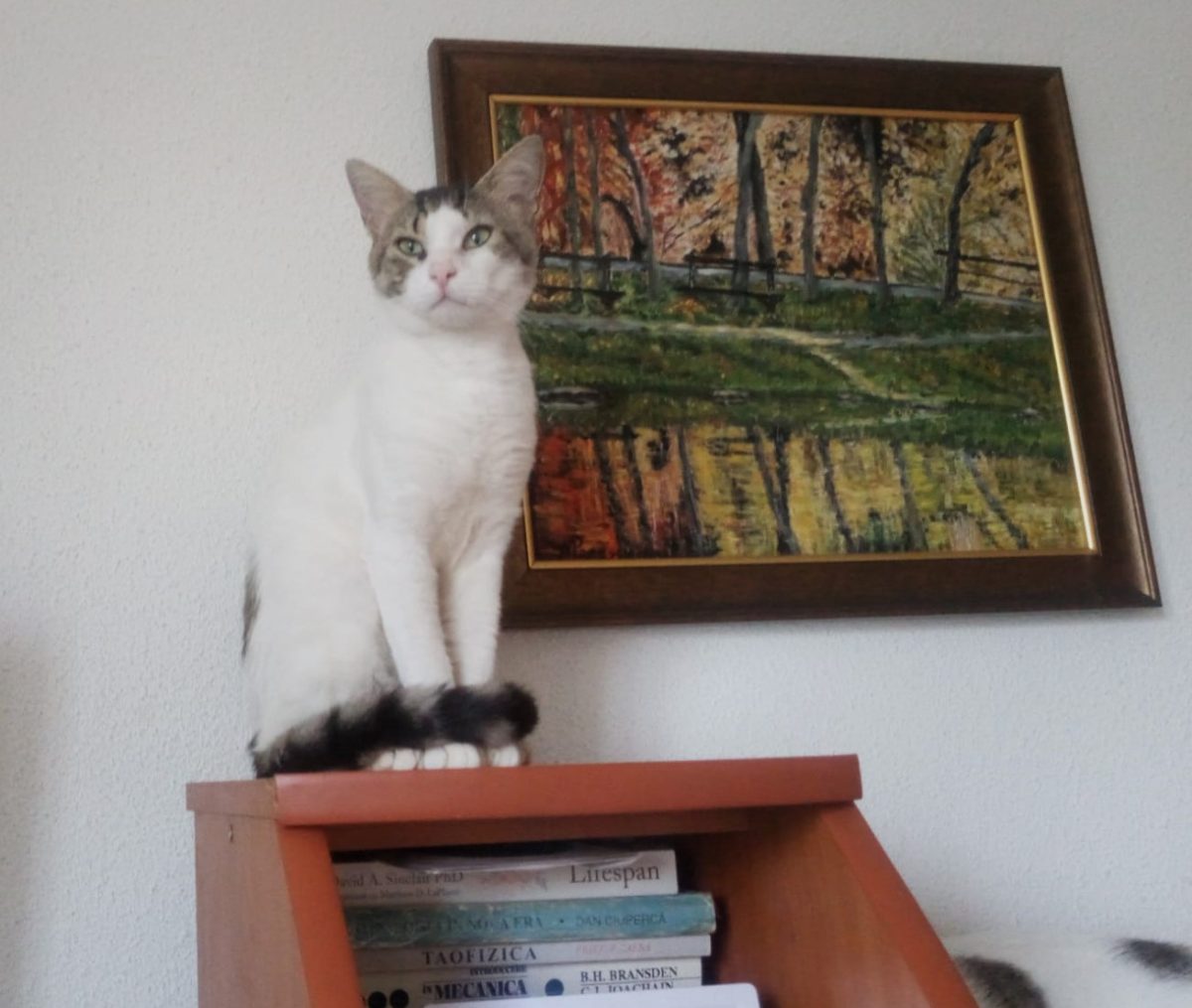 MILO își caută omul lui