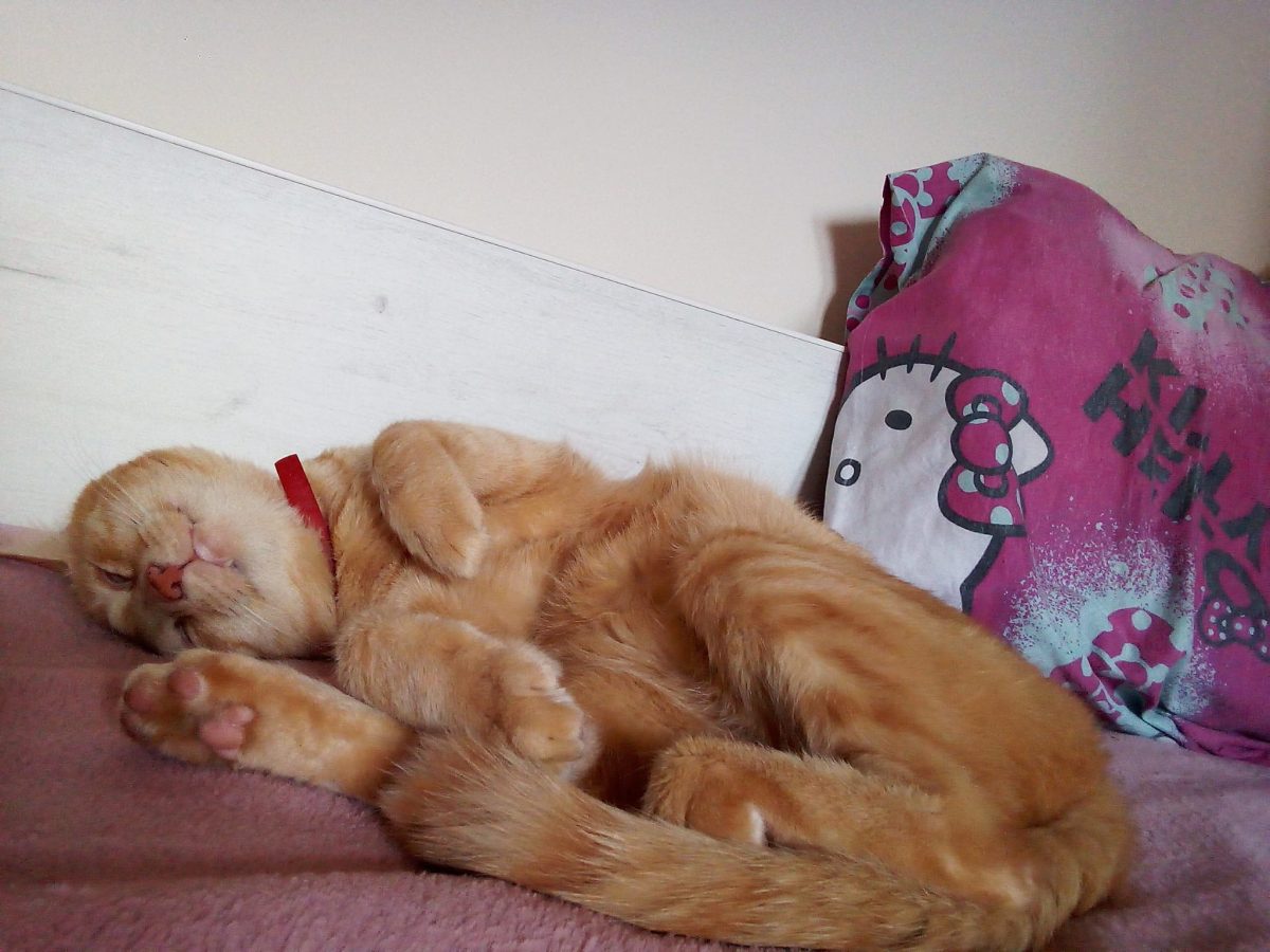 Vrei să faci o faptă bună… adoptă-l pe Tommy