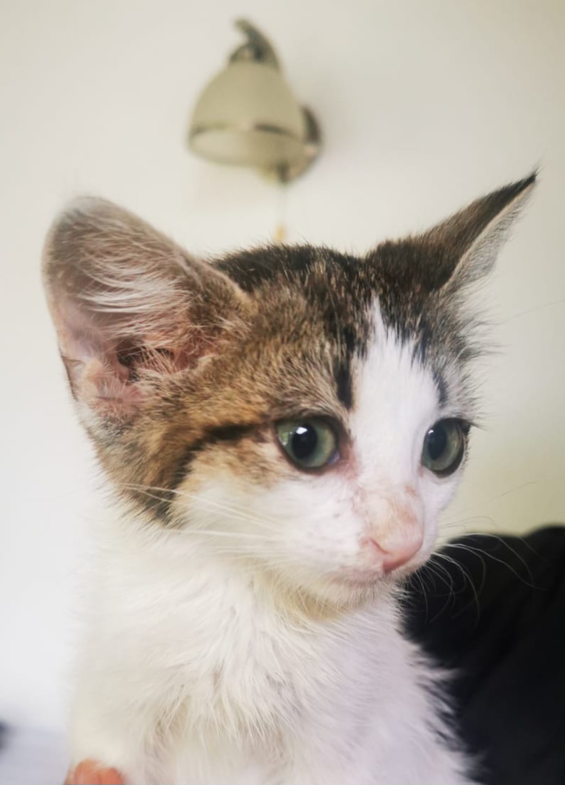 🐾 Anunț de adopție – Domnița Mărghilina își caută căminul de inimă