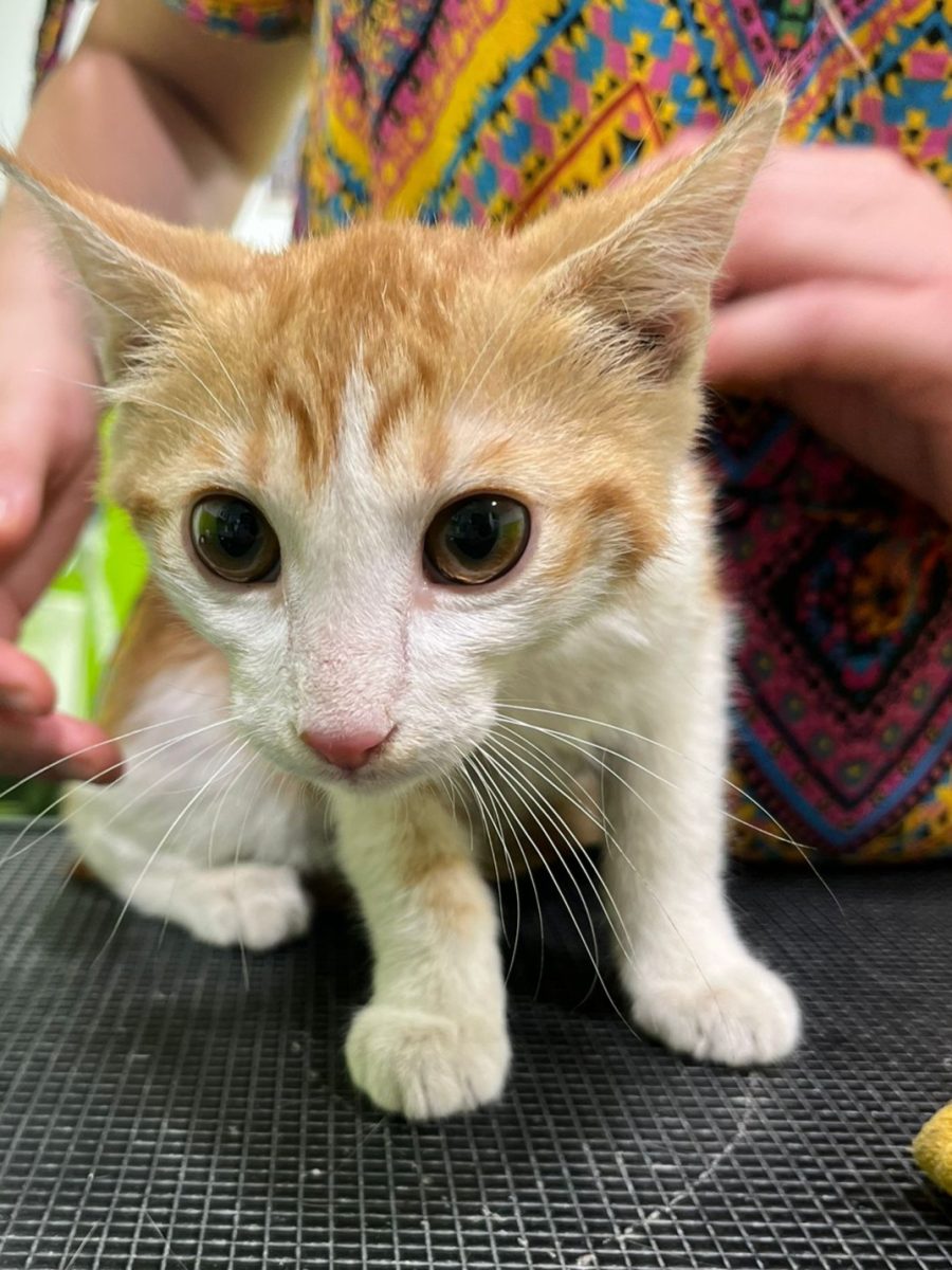 Motanel de 3 luni deparazitat intern si extern pentru adoptie
