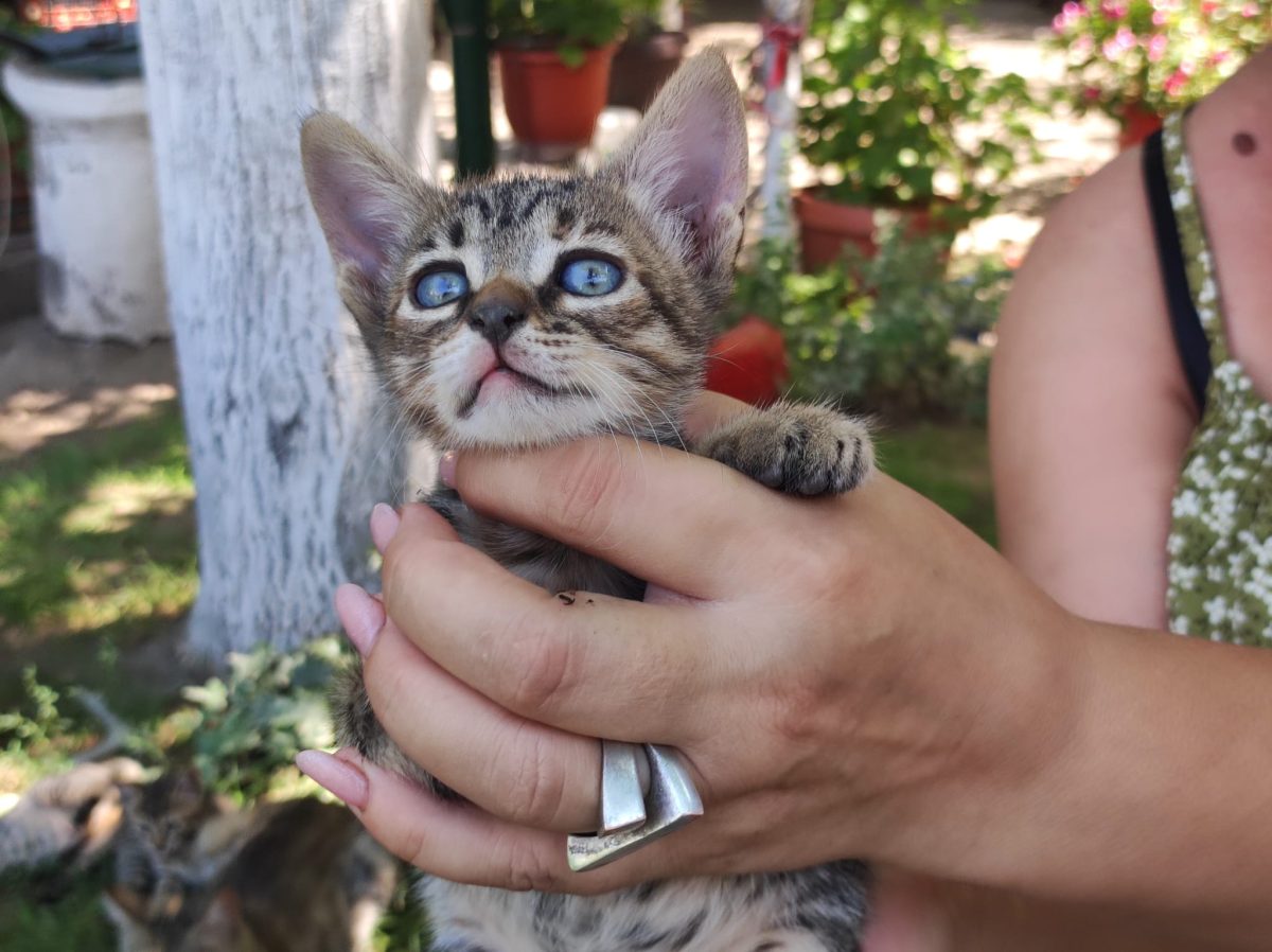 Adopție pui