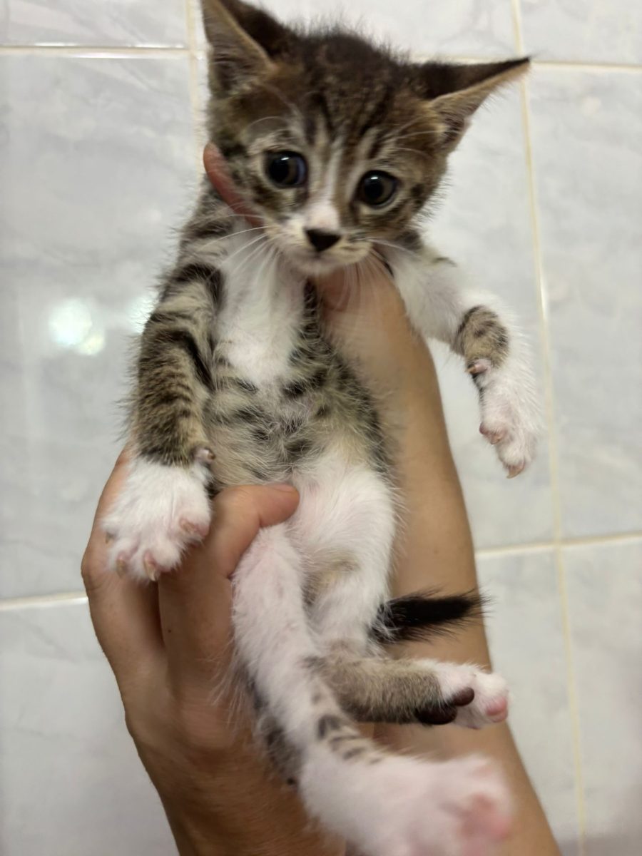 Pisici pentru adoptie responsabila in Constanta