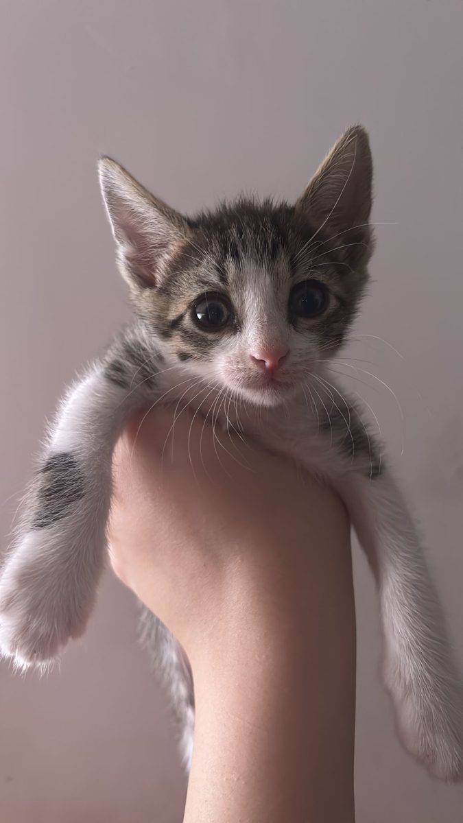 Adoptie responsabila Constanta