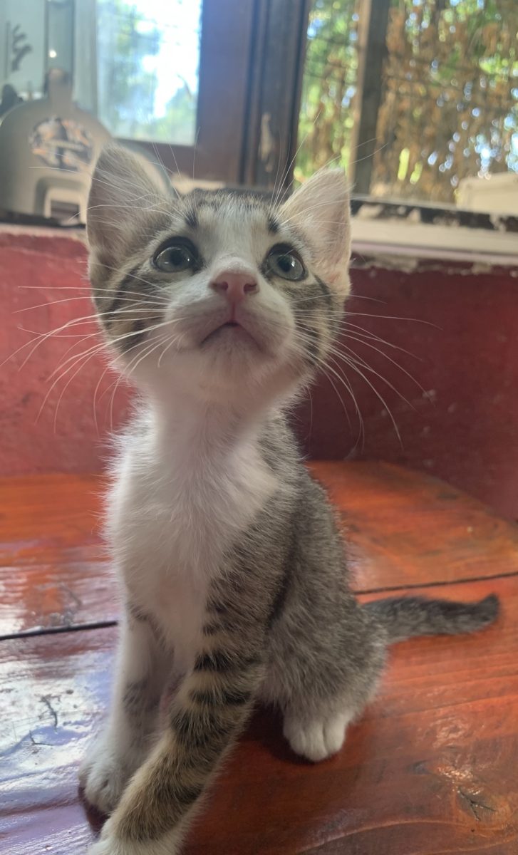 Adopta pisicuța cu cei mai triști ochi din lume