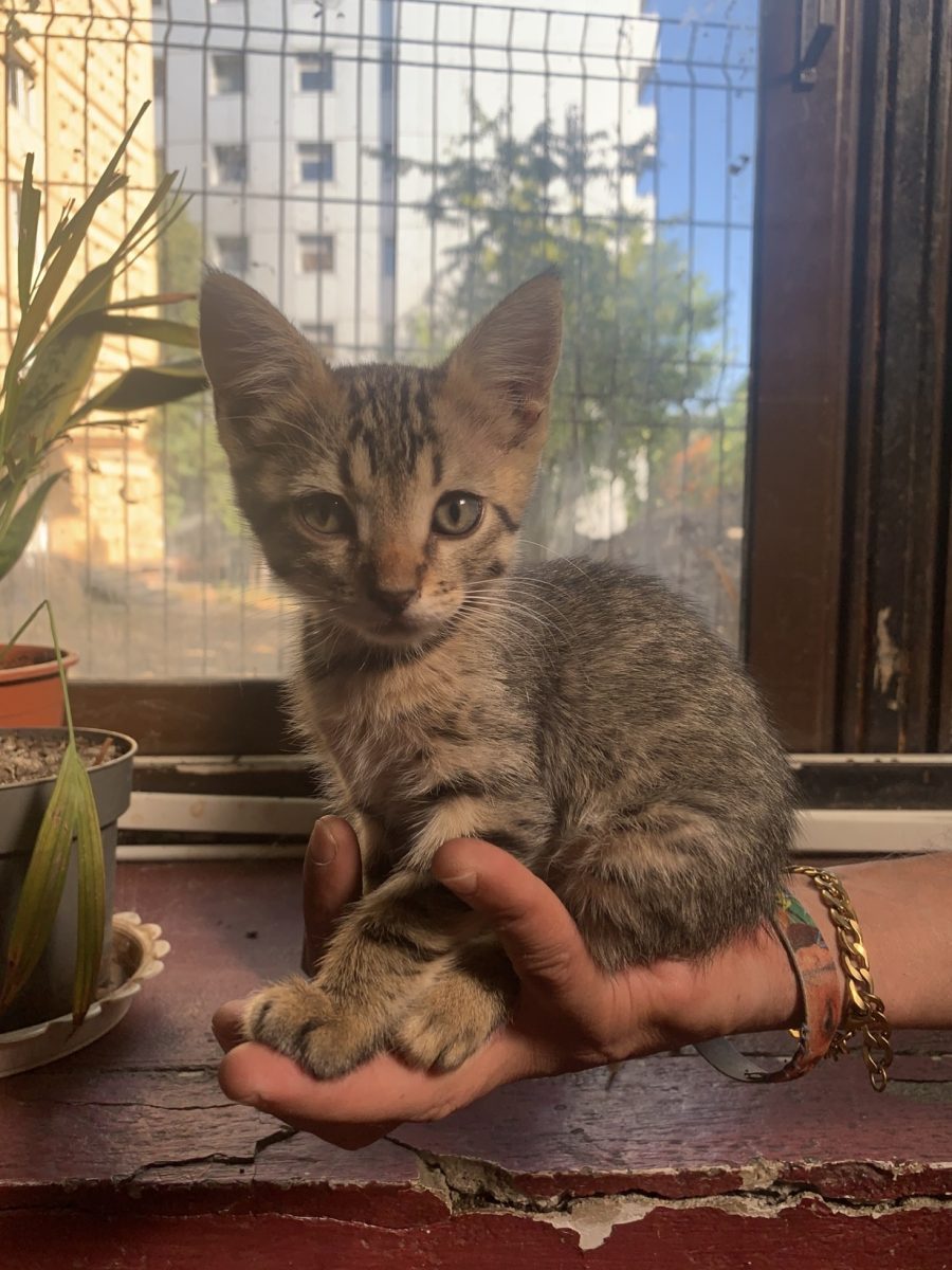 Adopta o tigrata