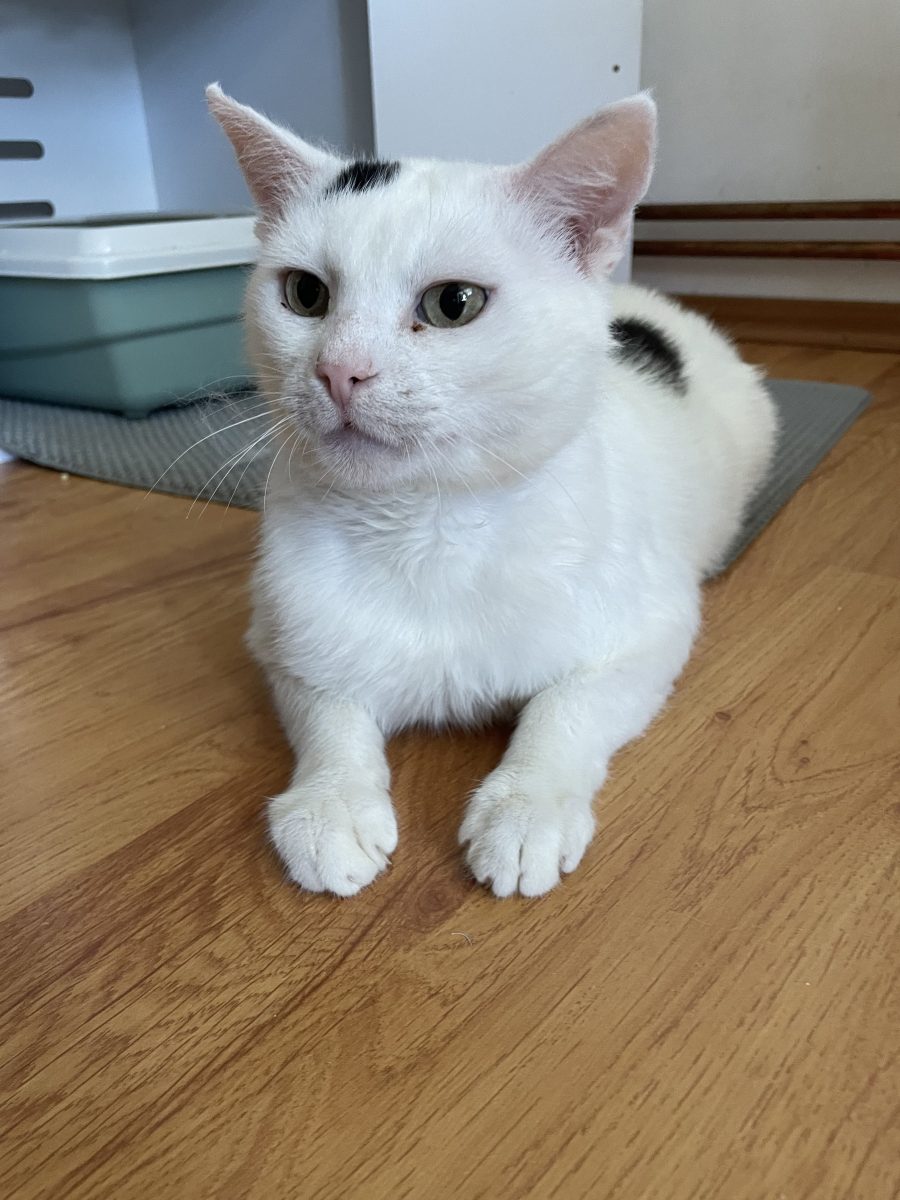🐾 BUBU caută o familie pentru totdeauna 🐾