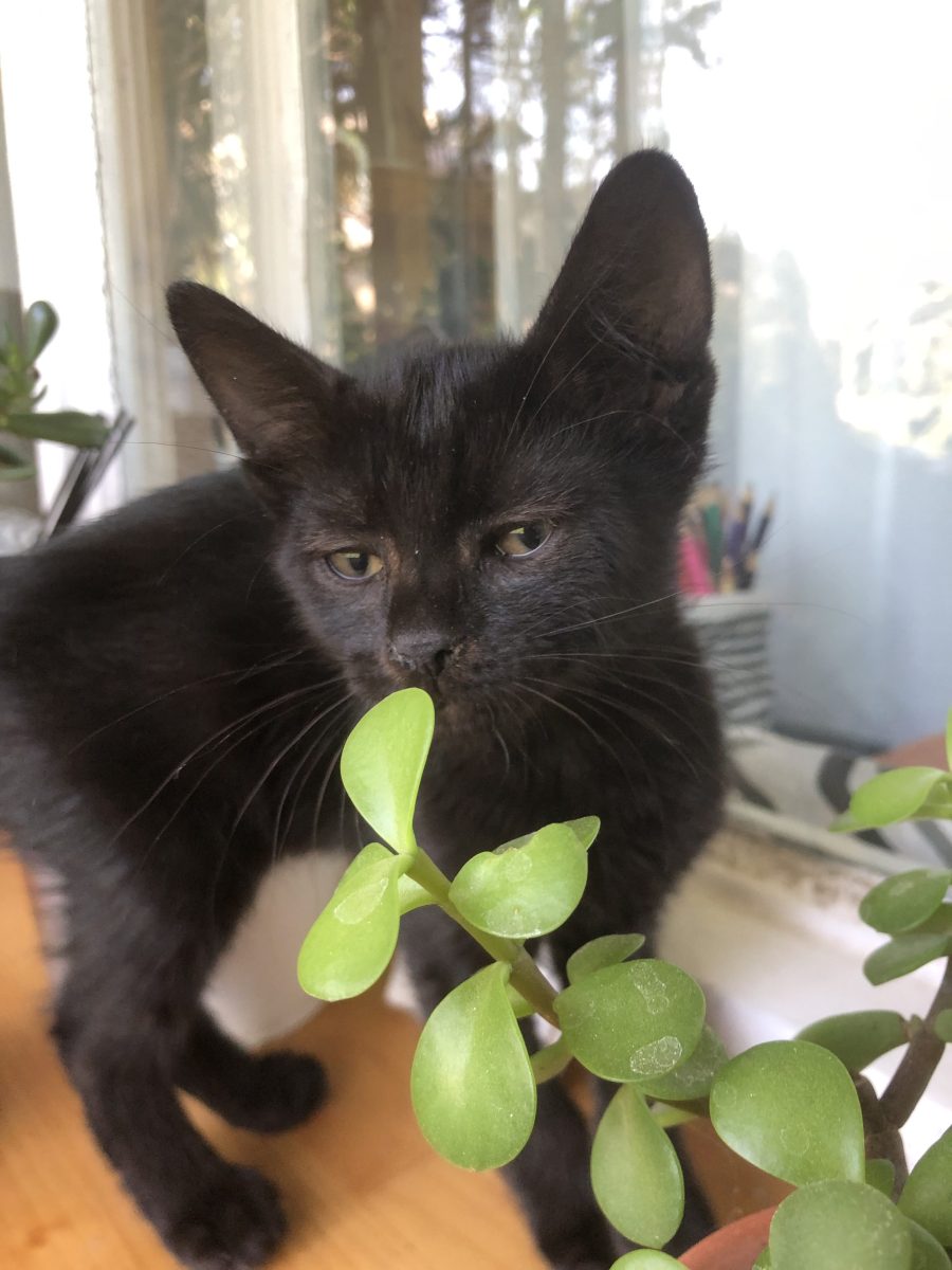 Pisicuță  adorabilă caută o casǎ iubitoare!
