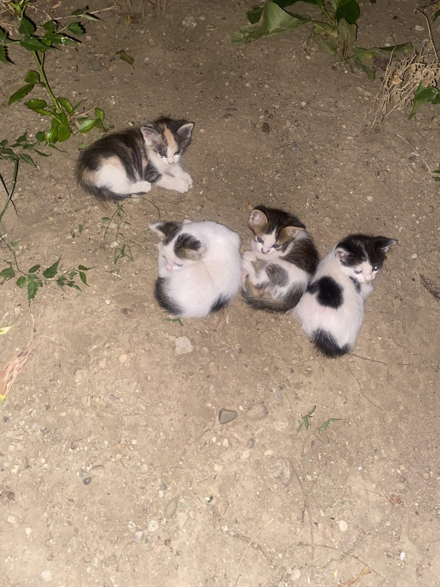 Pui de pisică găsiți afara