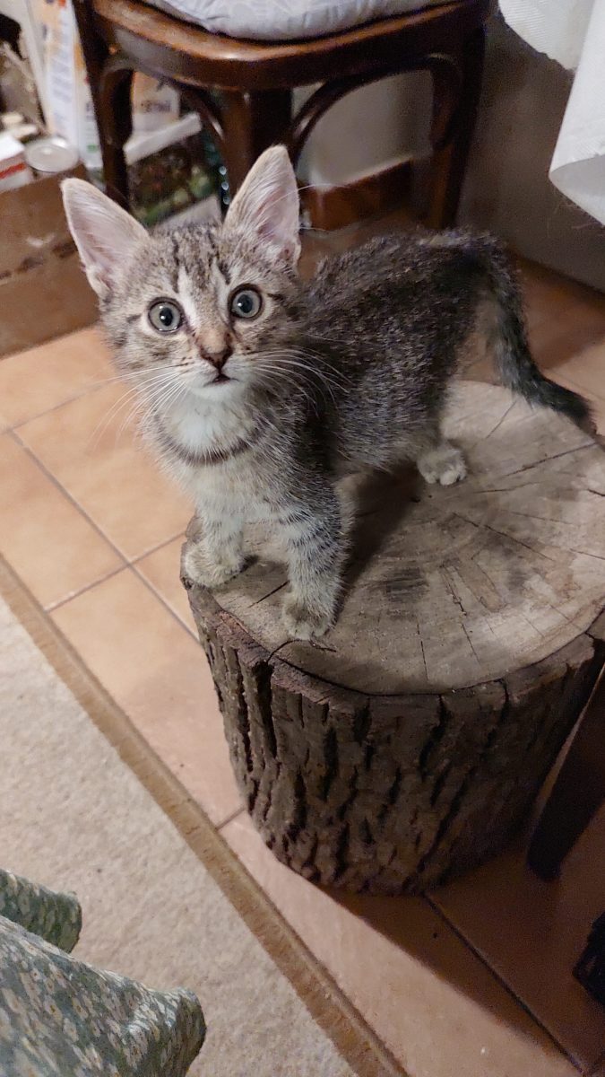 Yuki, motănel 4 luni