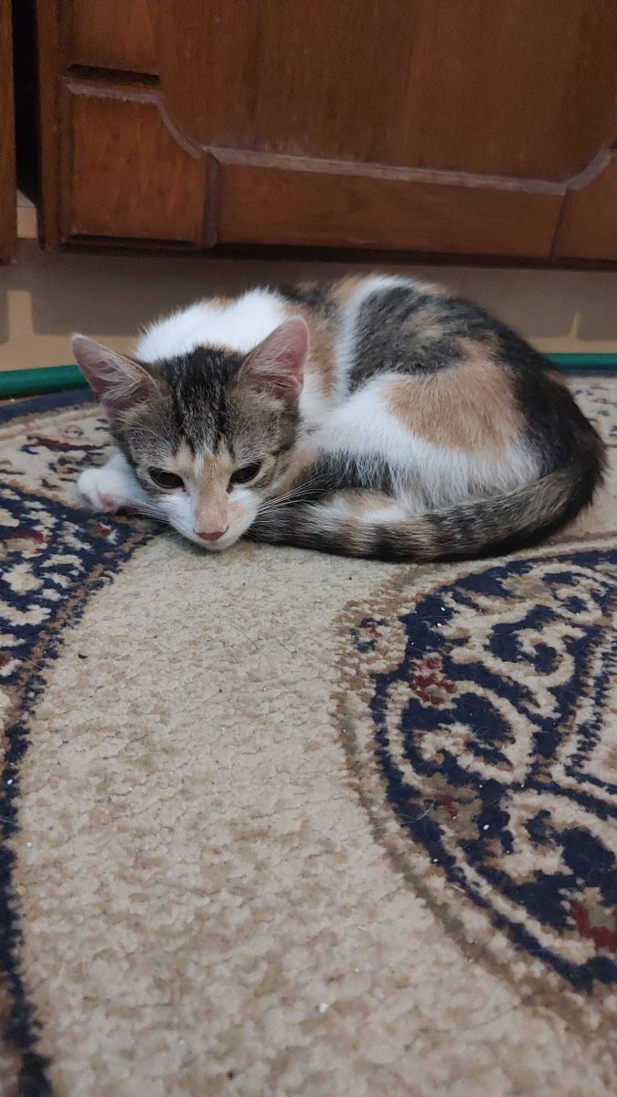 Luna, pisicuță calico 5 luni