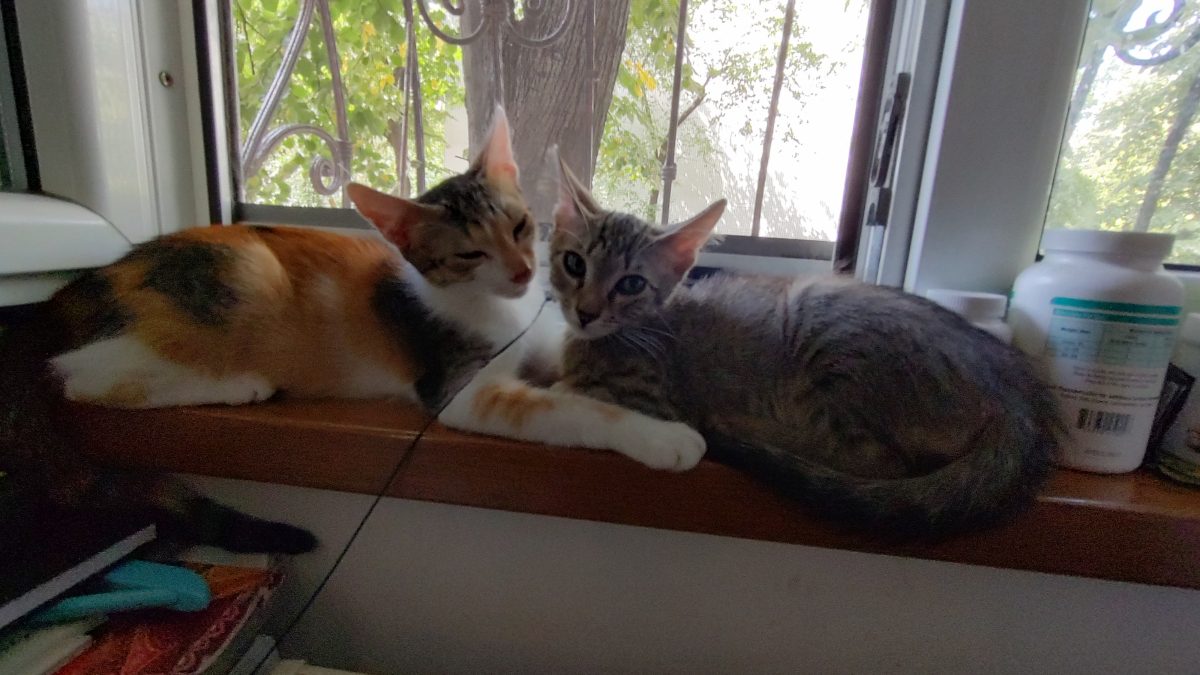 Luna, pisicuța calico 5 luni
