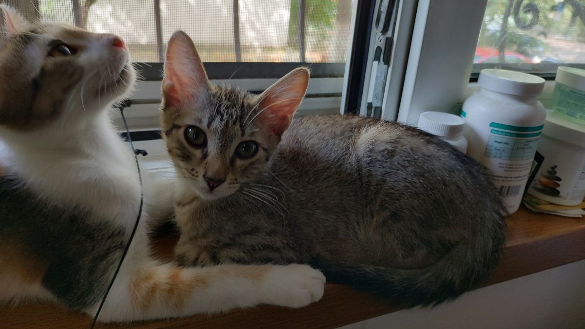 Yuki, motănel găsit 4 luni
