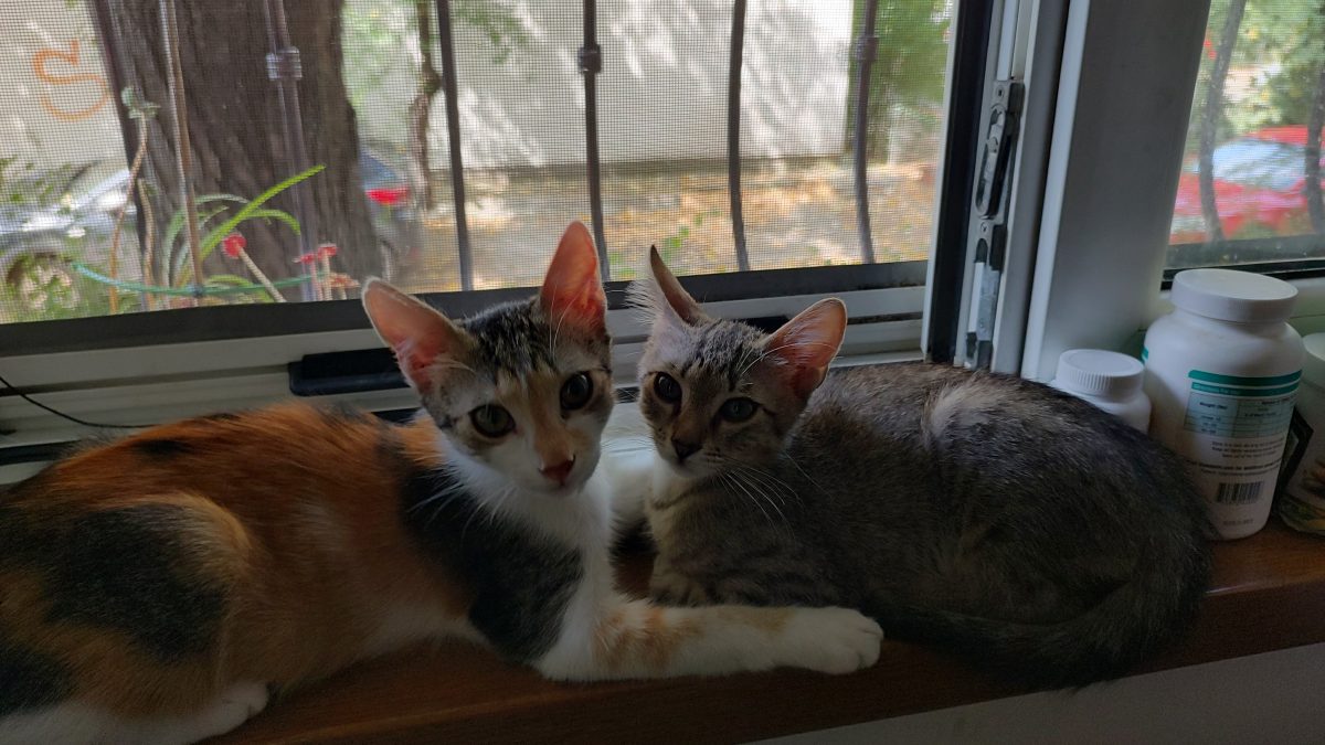 Yuki, 4 luni, motănel