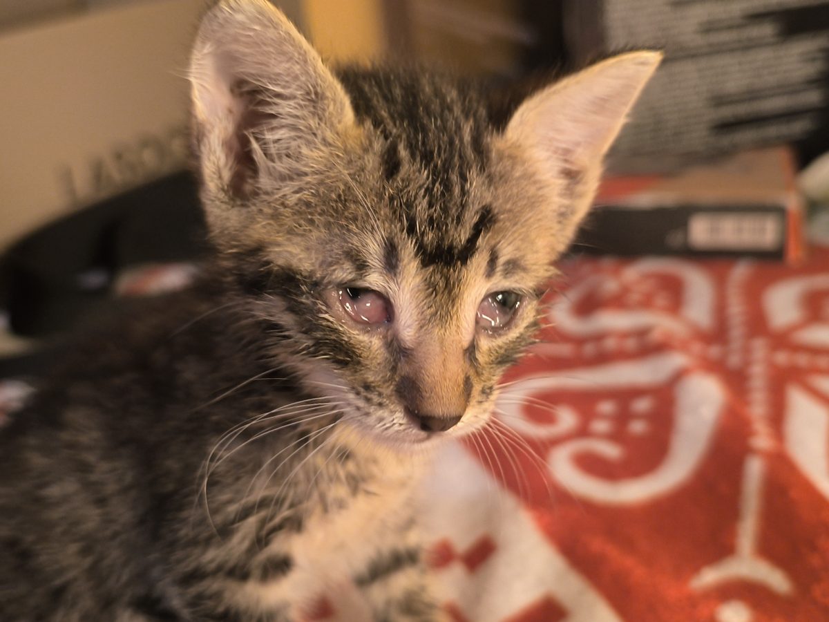 Pisicuta urgent veterinar