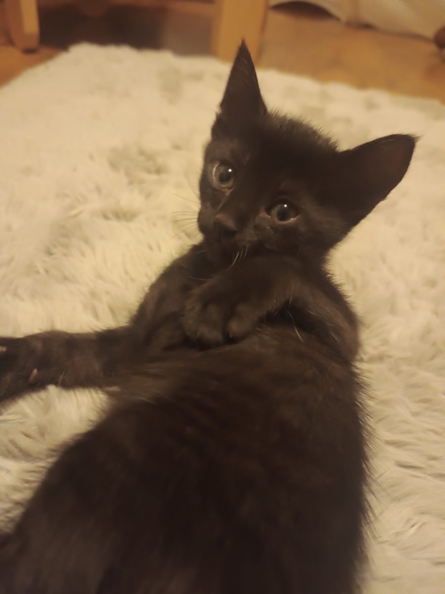 Am 5 puiuți de pisica de dat spre adopție