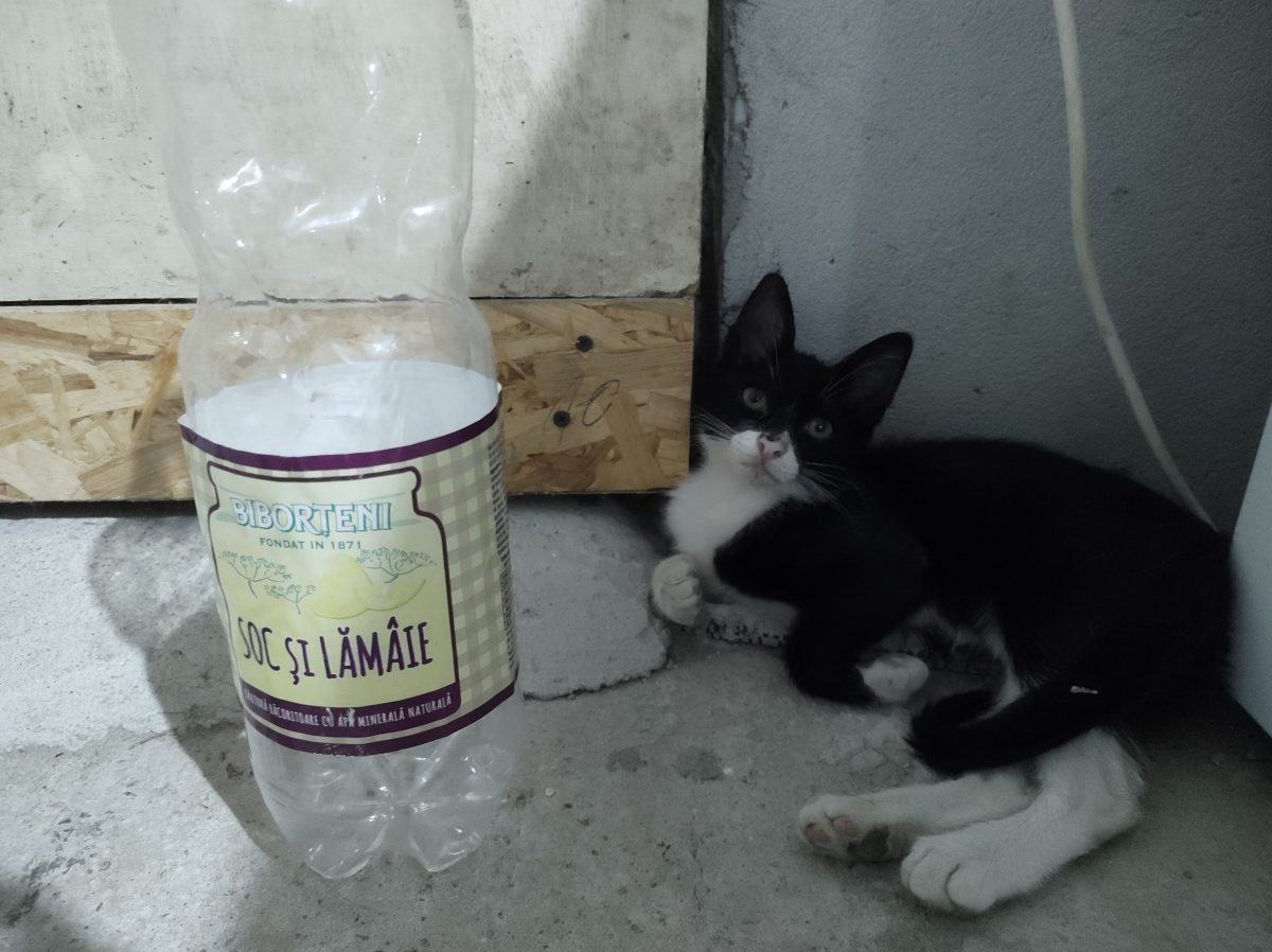 Adoptie Tuxedo 2/3 luni