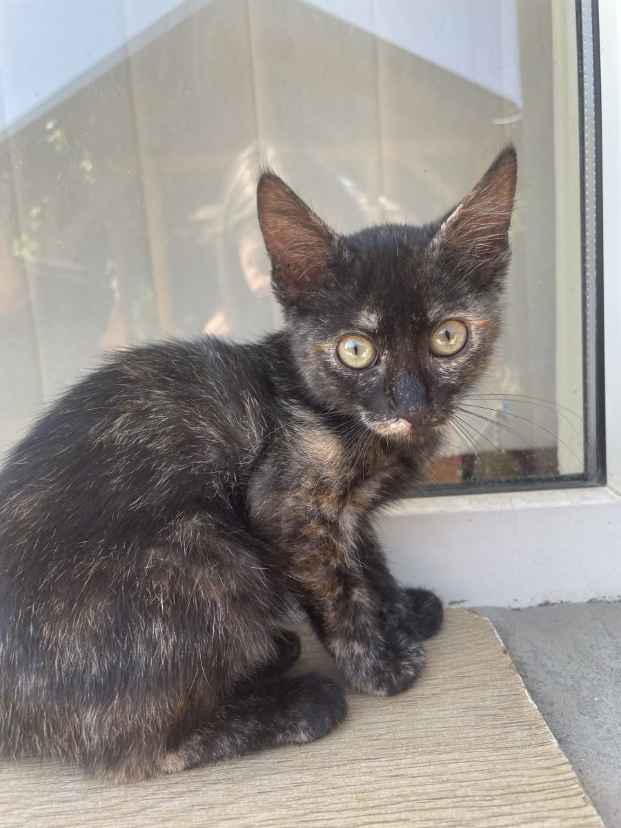 Adoptie pui de pisică