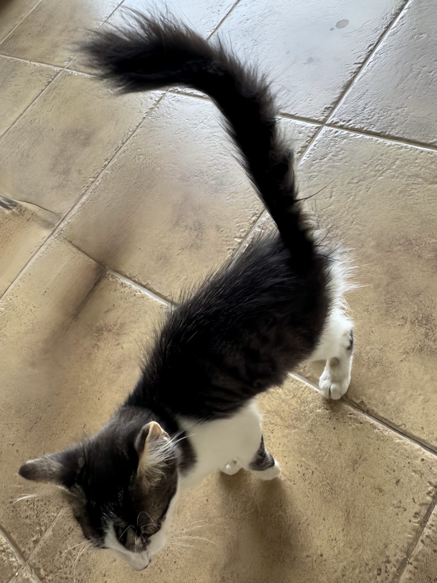 Pui de pisicuță spre adopție