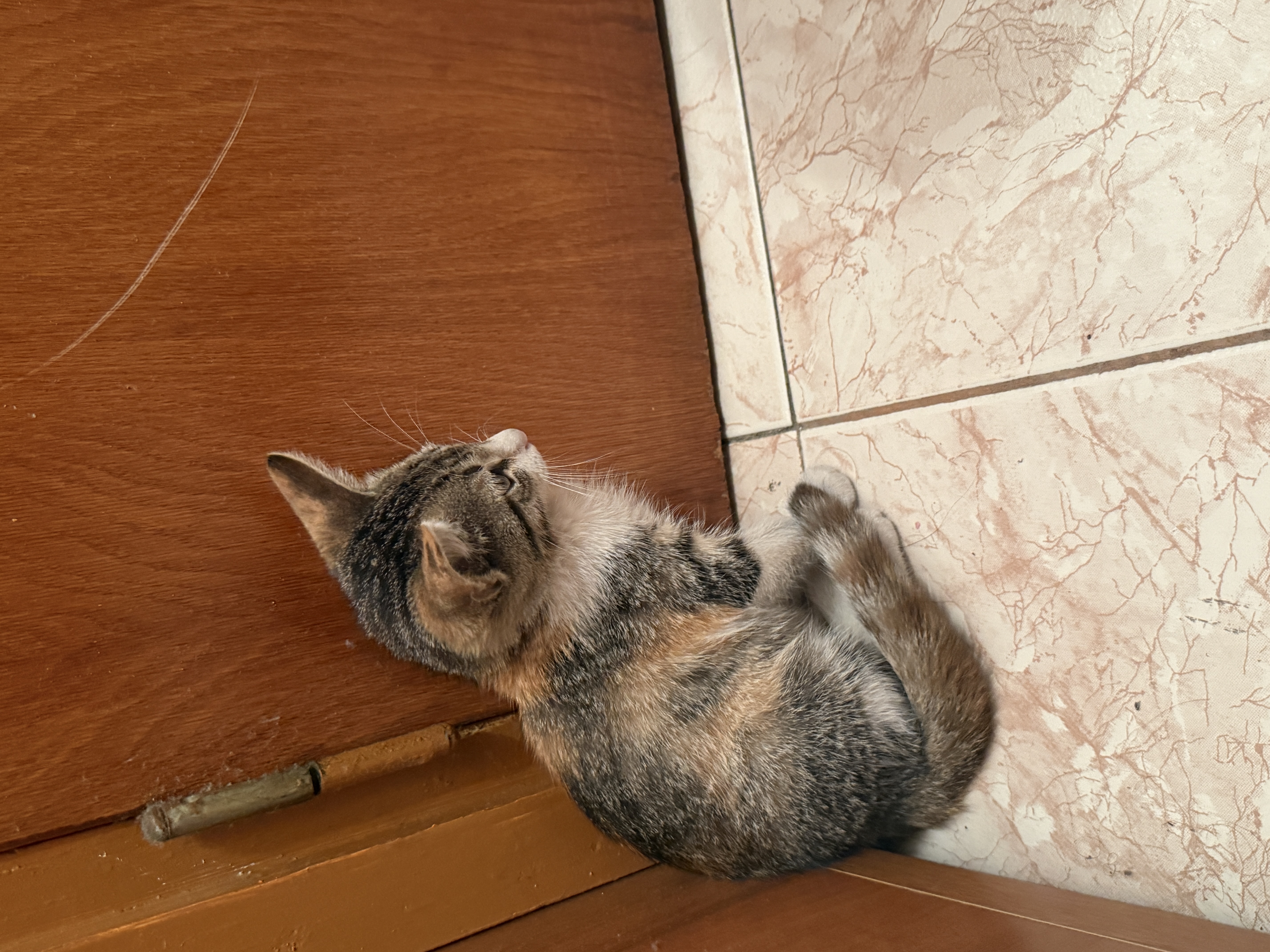 Pui pisica