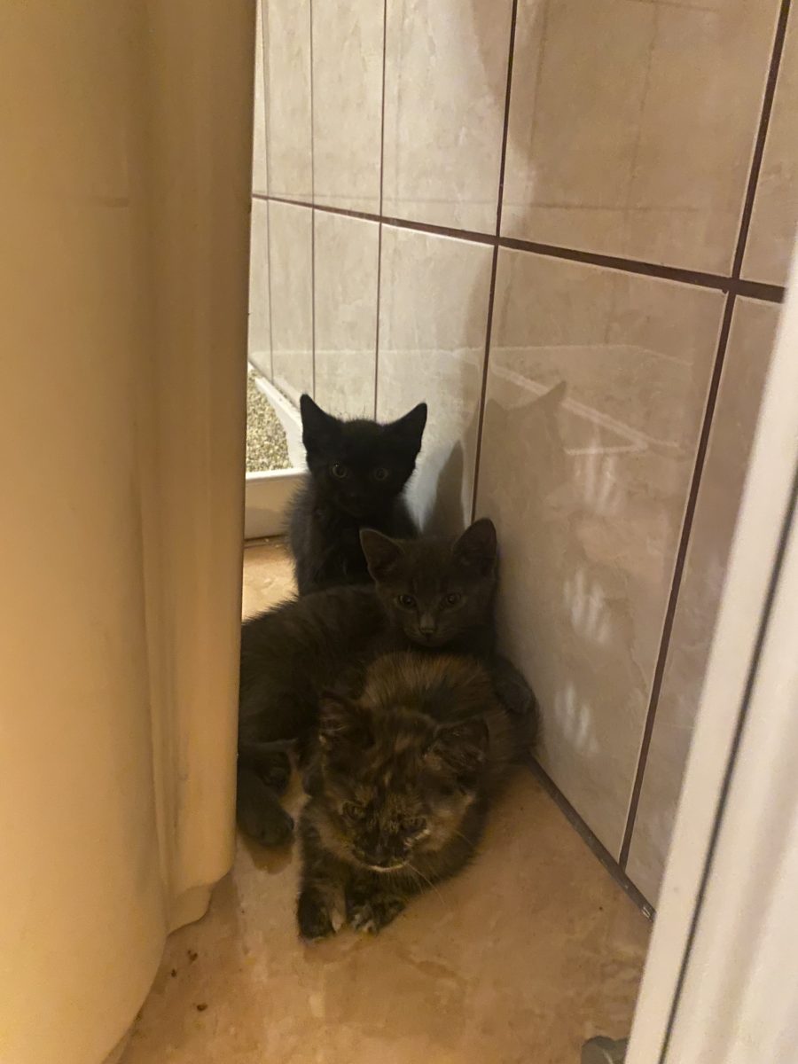Pisoi isi cauta familie