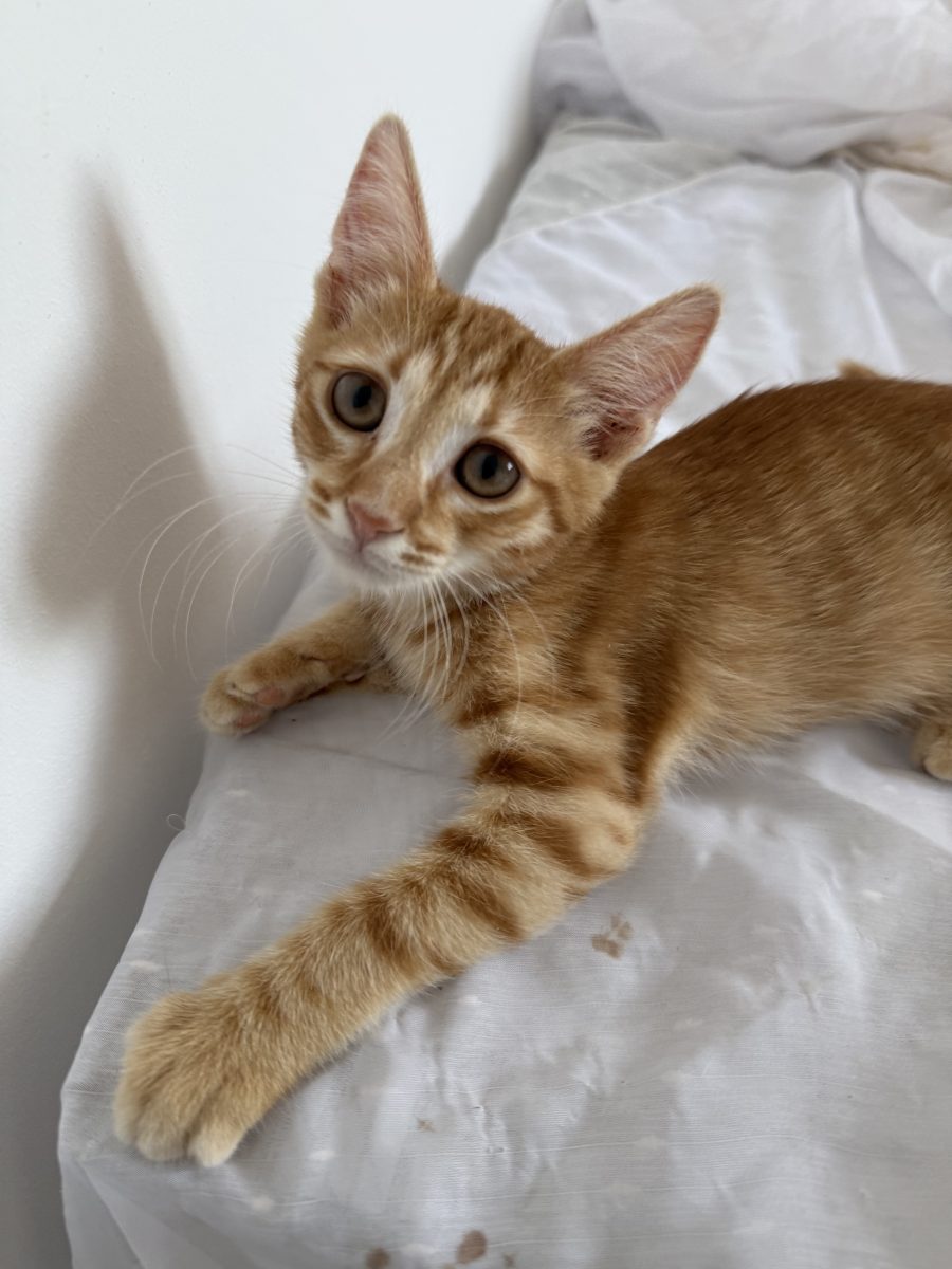 🍊 Nacho, motănel 3 luni